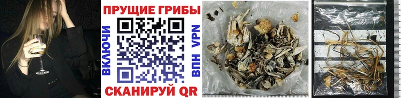 Галлюциногенные грибы Cubensis  как найти наркотики  Радужный 